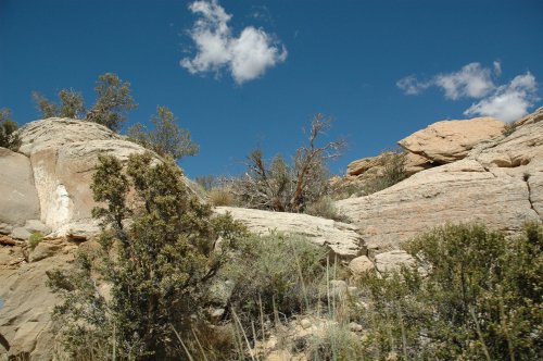 Some greenery, but not many flowers. Arizona (2007)