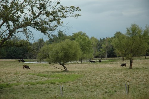 Some cattle enjoying the nice weather. Kansas (2007)